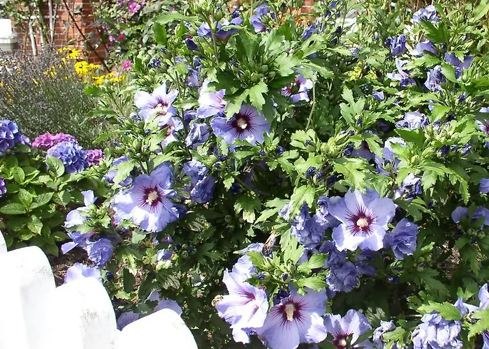 Fischerhus Hébergement de vacances